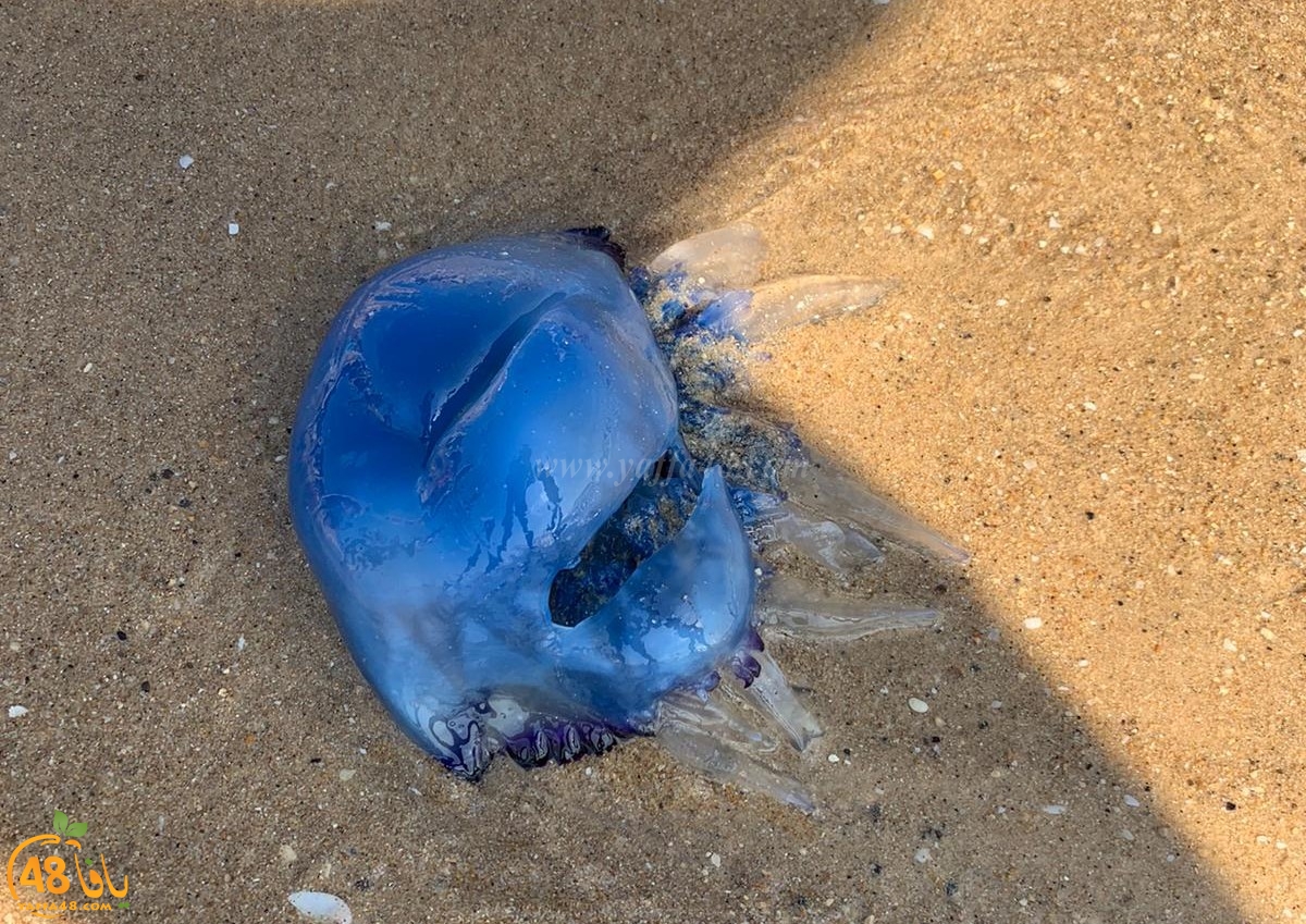 فيديو: ظهور قنديل البحر الأزرق على شاطئ بحر يافا 
